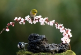 봄을 부르는 동박새